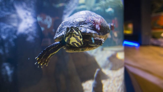 Freshwater turtles at OdySea Aquarium near Scottsdale on Sept. 7, 2016.