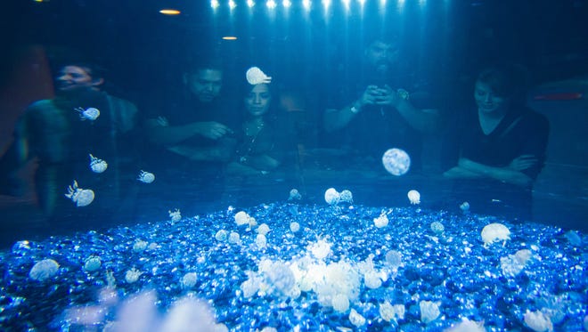Visitors look at the jellyfish at OdySea Aquarium near Scottsdale on Sept. 7, 2016.
