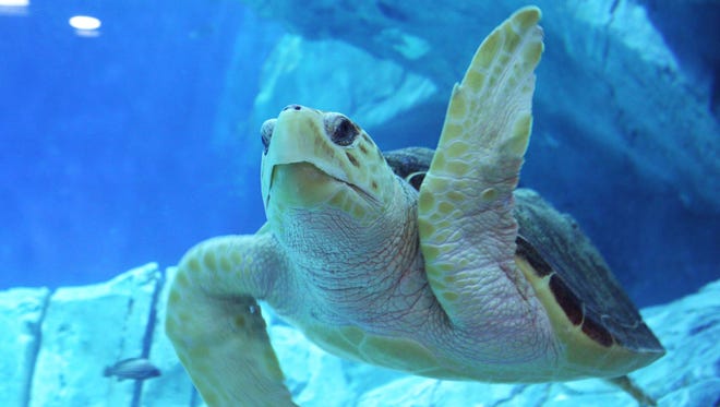Los visitantes encuentran tortugas marinas, incluyendo una que fue rescatada de las costas de Texas y perdió dos miembros mientras estaba enredada en una red de pesca.