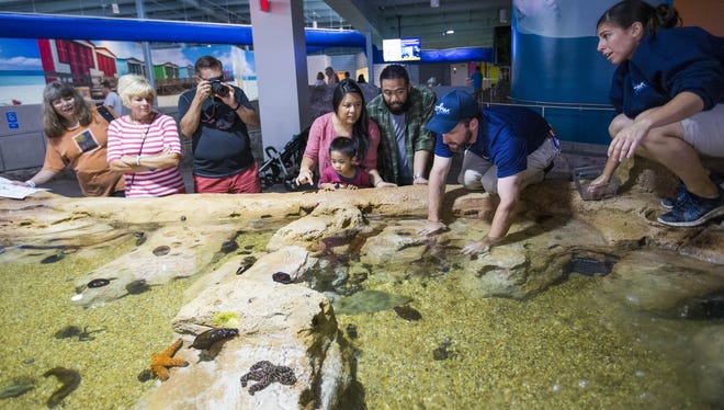 Visitors explore the tide touch pool at OdySea Aquarium near Scottsdale on Sept. 7, 2016.
