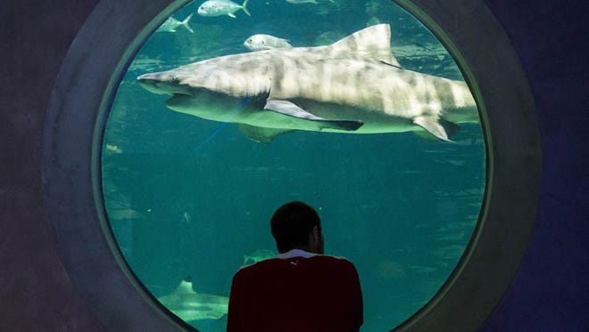 Jeff Stevens looks at shark waters at OdySea Aquarium near Scottsdale on Sept. 7, 2016.