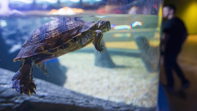 Freshwater turtles at OdySea Aquarium near Scottsdale on Sept. 7, 2016.