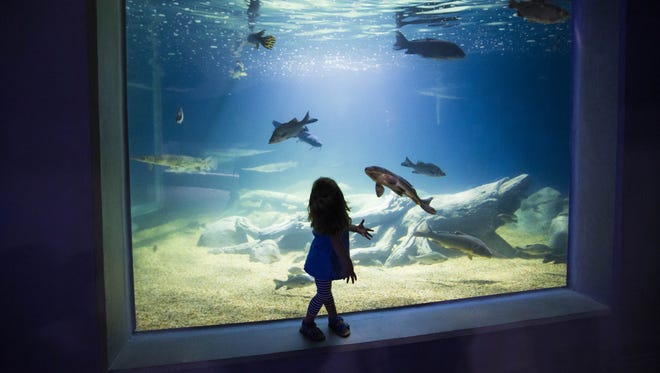 Lyla Keane of San Tan Valley visits OdySea Aquarium near Scottsdale on Sept. 7, 2016.