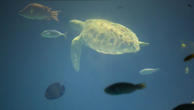 A sea turtle swims at OdySea Aquarium near Scottsdale on Sept. 7, 2016. It's missing two flippers because it was rescued from a fisherman's net.