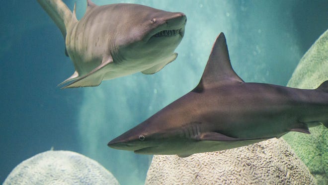 Sharks swim at OdySea Aquarium near Scottsdale on Sept. 7, 2016.