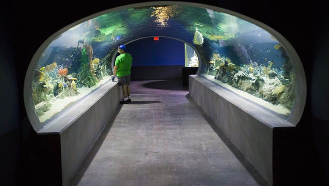 The Great Barrier Reef tunnel at OdySea Aquarium near Scottsdale on Sept. 7, 2016.