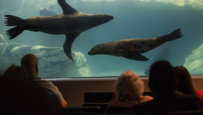Sea lions swim at OdySea Aquarium near Scottsdale on Sept. 7, 2016.