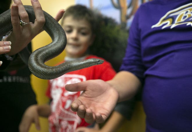 Kids from the Tri-City West Thornwood Branch of Avondale of the Boys & Girls Clubs of Metro Phoenix handle a Rosy boa snake at the Nina Mason Pulliam Rio Salado Audubon Center in Phoenix on Dec. 6, 2018. "Arizona's River Keepers" is an after-school program for third- through sixth-graders to expose them to the different plants and animals in the Salt River area just south of downtown Phoenix.