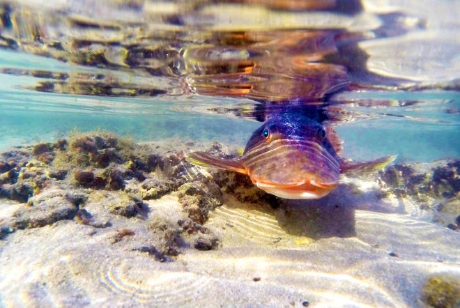 Un pez flota en marea baja en Sandy Beach en Puerto Peñasco, México.