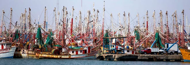 Los barcos camaroneros están atracados en Puerto Peñasco, México. La temporada del langostino es de septiembre a mediados de abril.