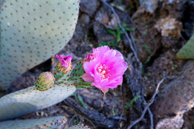 A flowering prickly pear cactus is part of the landscape at Rio Salado Audubon Center in Phoenix.