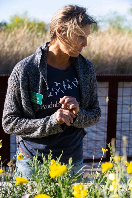 Cathy Wise, Audubon Arizona education director looks for caterpilars at the facility in Phoenix.