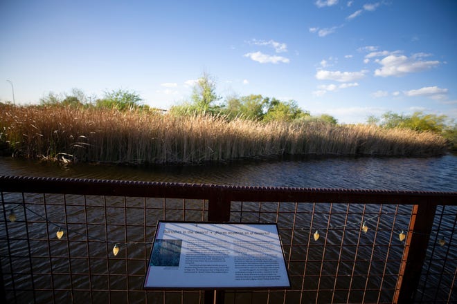 The Rio Salado Audubon Center in Phoenix sits on a parcel of land that is about 11 acres and is part of the Rio Salado Habitat Restoration Area, a 600 acre park.