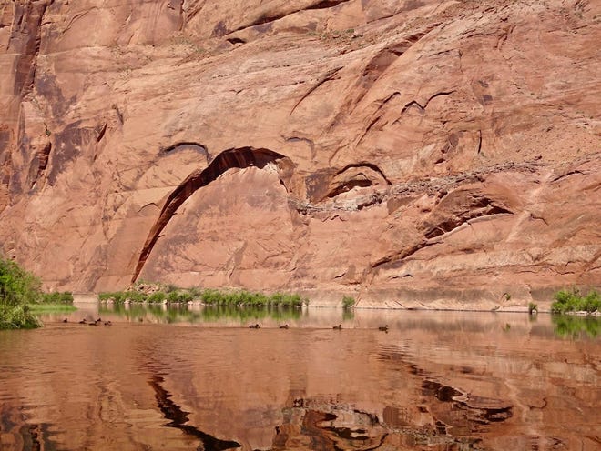 Los kayaks no son las únicas cosas que flotan por el río Colorado. A menudo se ven bandadas de patos en el agua.