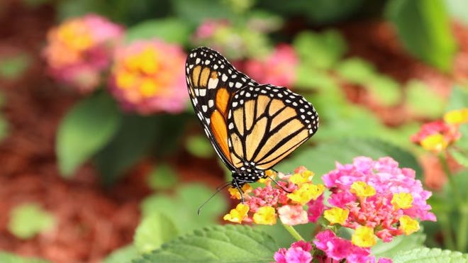 La migración de varias generaciones de la mariposa monarca, de 3,000 millas de largo, y los dramáticos hábitos de hibernación capturan nuestra imaginación.