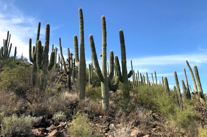 Los saguaros crecen en Tumamoc Hill en Tucson. Estos centinelas del desierto solo se pueden encontrar en el desierto de Sonora.