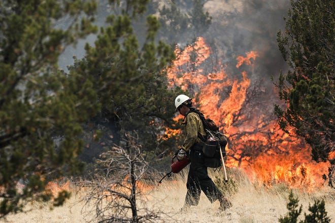 A hot shot crew member lights the underbrush with a drip torch Wednesday, June 15, 2022, off of Forest Road 545B in Flagstaff during burnout operations in an effort to contain the Pipeline Fire which ignited early Sunday and has burned thousands of acres.