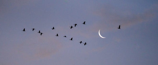 Sandhill cranes fly past a waning crescent moon before sunrise on Jan. 29, 2022, at the Whitewater Draw Wildlife Area in McNeal, Ariz. The cranes roost in the draw overnight and fly out to fed in nearby fields at sunrise.